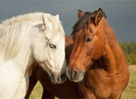 Horse Insurance Quotes